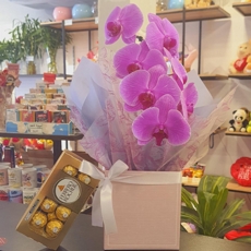 Orqu�dea Phalaenopsis Roxa com Ferrero Rocher