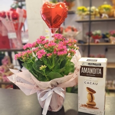 Kit C/ Kalanch�e Rosa