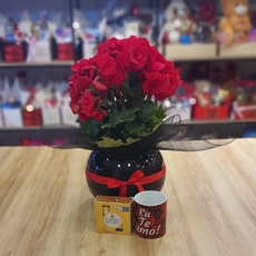 Kit Com Beg�nia no Vaso 