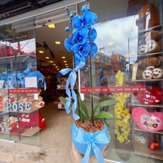 Orqu�dea Phalaenopsis Azul No Vaso