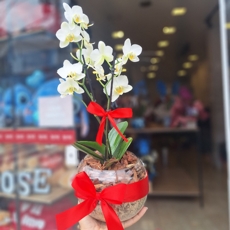Mini Orqu�dea Branca no Vaso de Vidro